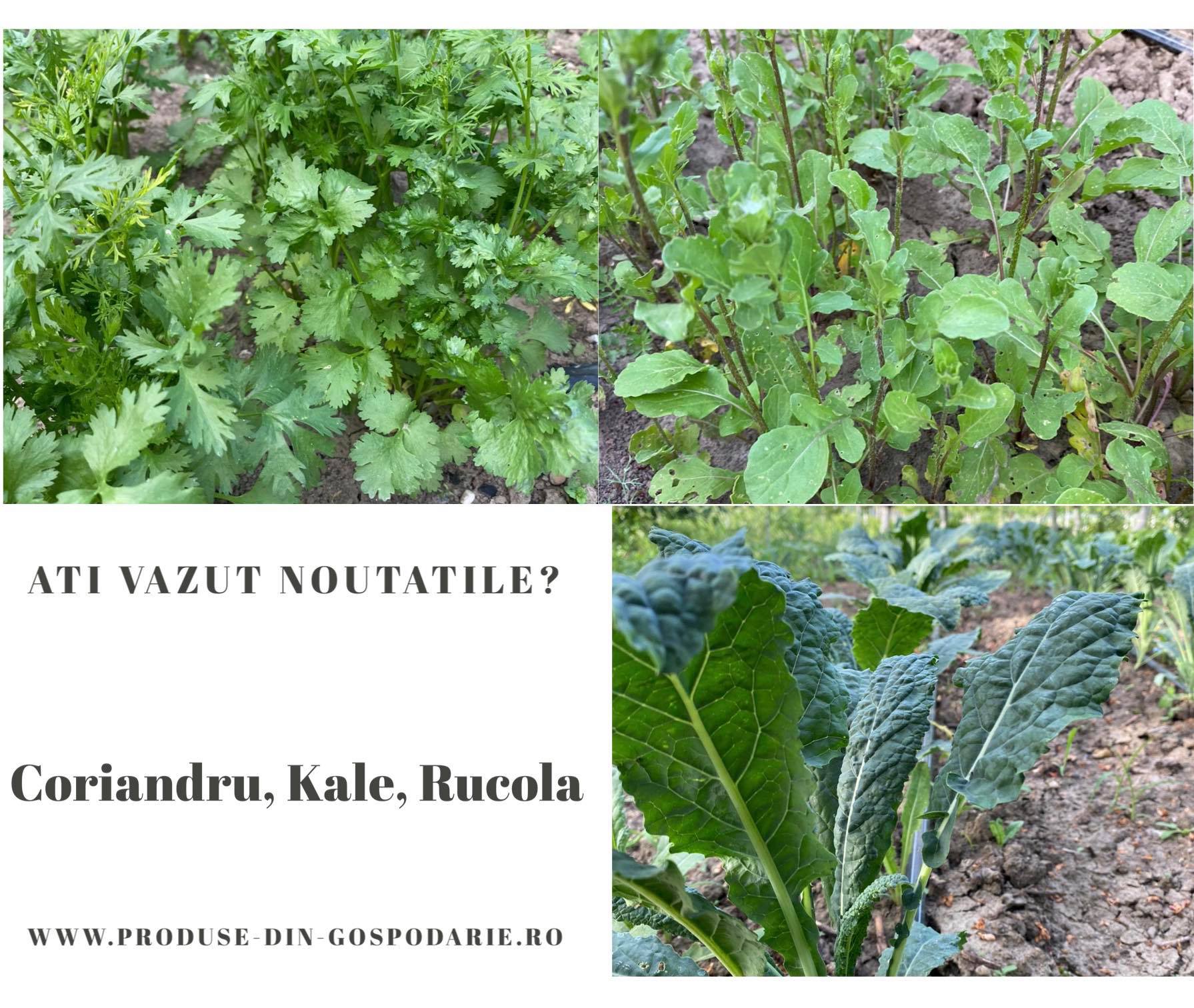 May be an image of text that says 'ATI VAZUT NOUTATILE? Coriandru, Cori Kale, Rucola WWW.PRODUSE DIN GOSPODARIE.RO'